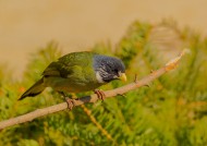 领雀嘴鹎图片大全