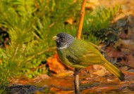 领雀嘴鹎图片大全