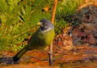 领雀嘴鹎图片大全