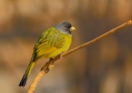 领雀嘴鹎图片大全