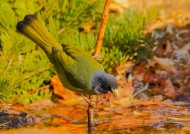 领雀嘴鹎图片大全