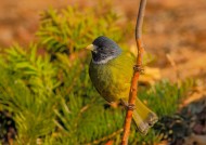 领雀嘴鹎图片大全