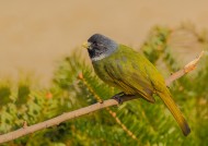 领雀嘴鹎图片大全