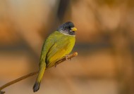 领雀嘴鹎图片大全