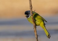 领雀嘴鹎图片大全