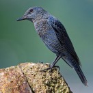 可爱蓝矶鸫图片