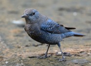 可爱蓝矶鸫图片