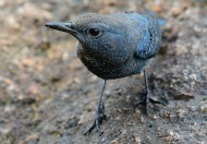 可爱蓝矶鸫图片