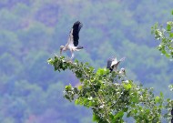 鹳科动物之钳嘴鹳图片大全