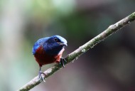 栗腹矶鸫雄鸟图片大全