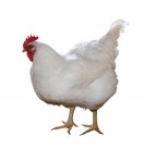 胖胖的母鸡图片大全