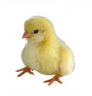 超萌可爱的小鸡图片