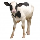 健壮的小牛犊图片