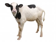 健壮的小牛犊图片