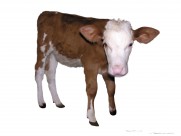 健壮的小牛犊图片