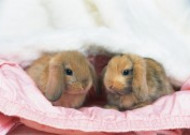 软萌可爱的小兔子图片