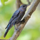 可爱蓝矶鸫图片大全