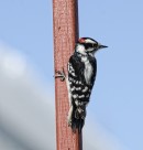 森林医生之大斑啄木鸟图片大全