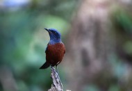 栗腹矶鸫雄鸟图片