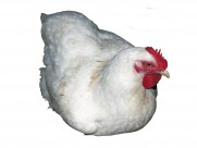 胖胖的母鸡图片