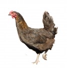 胖胖的母鸡图片