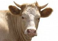 牛的头部特写图片