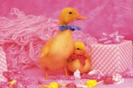 嫩黄色的小鸭子图片大全