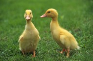 嫩黄色的小鸭子图片大全