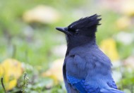 顽皮的暗冠蓝鸦图片