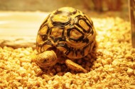 陆栖性动物乌龟图片