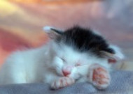 懒睡的可爱小猫图片大全 可爱橘猫图片