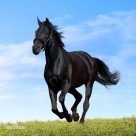 草食性动物马图片