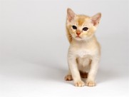 机灵的小萌猫图片