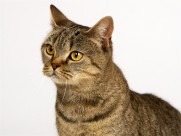 机灵的小萌猫图片