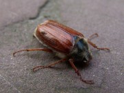 害虫之棕色鳃金龟图片