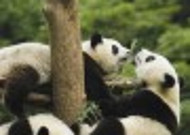 可爱无敌的大熊猫图片