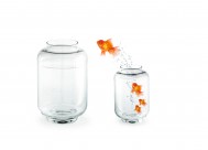 鱼缸中的金鱼图片