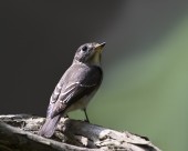 北灰鹟图片大全