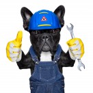 职业装宠物狗图片大全