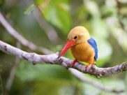 鹳嘴翡翠图片大全