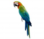 可爱的鹦鹉图片大全