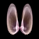 X光下的各种动物图片