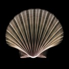 X光下的各种动物图片