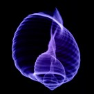 X光下的各种动物图片