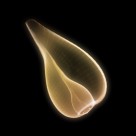 X光下的各种动物图片