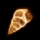 X光下的各种动物图片