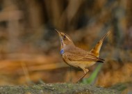 蓝点颏图片大全