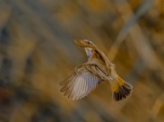 蓝点颏图片大全