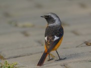 北红尾鸲图片大全