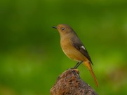 北红尾鸲图片大全